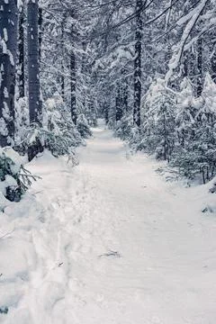 Winter forest Stock Photos