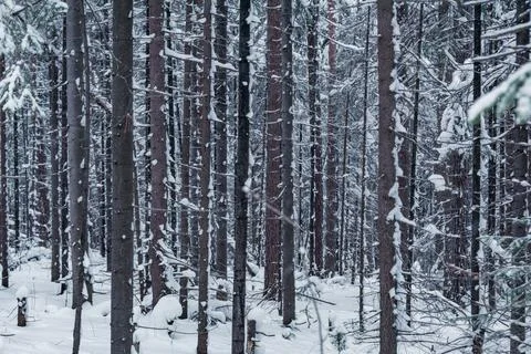 Winter forest Stock Photos