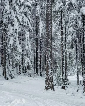 Winter forest Stock Photos