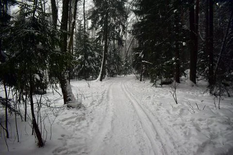 Winter forest Stock Photos