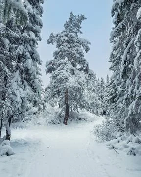 Winter forest Foto stock