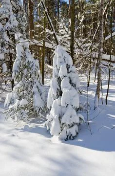 Winter forest Foto stock