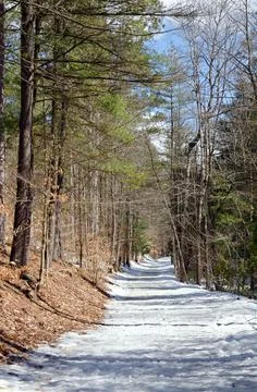 Winter forest Stock Photos