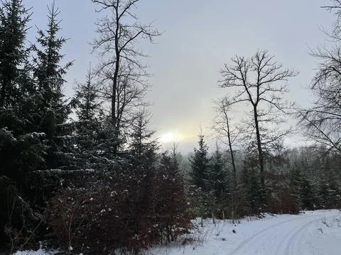 Winter Forest Stock Photos