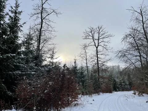 Winter Forest Stock Photos