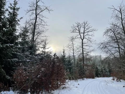 Winter Forest Stock Photos
