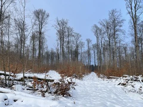 Winter Forest Stock Photos