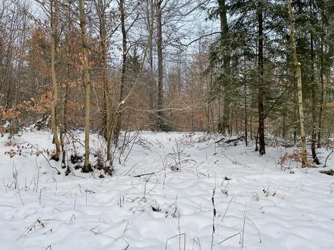 Winter Forest Stock Photos