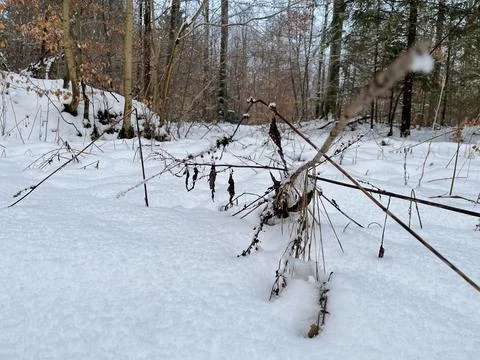 Winter Forest Stock Photos