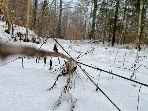 Winter Forest Stock Photos