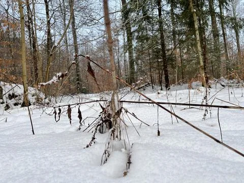 Winter Forest Stock Photos