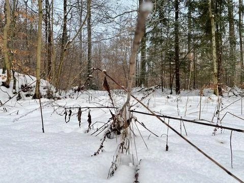 Winter Forest Stock Photos
