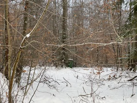 Winter Forest Stock Photos