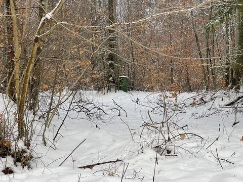 Winter Forest Stock Photos