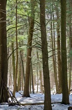 Winter forest Stock Photos