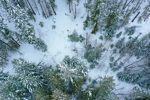 Winter forest Stock Photos