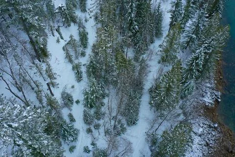 Winter forest Stock Photos