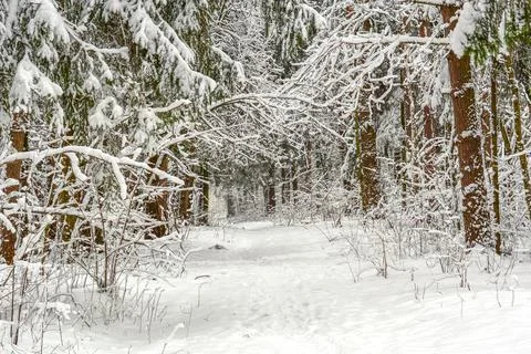 Winter forest Stock Photos