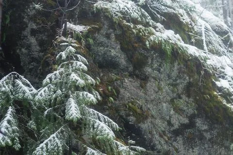 Winter forest Stock Photos