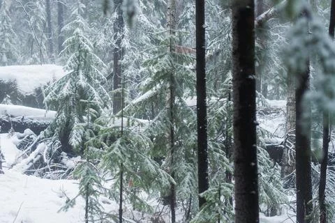 Winter forest Stock Photos