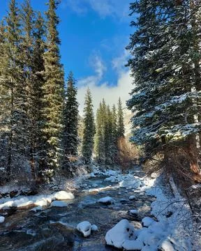 Winter Forest Stock Photos