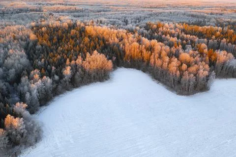 Winter forest Foto stock
