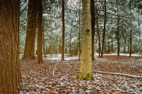 Winter Forest Stock Photos