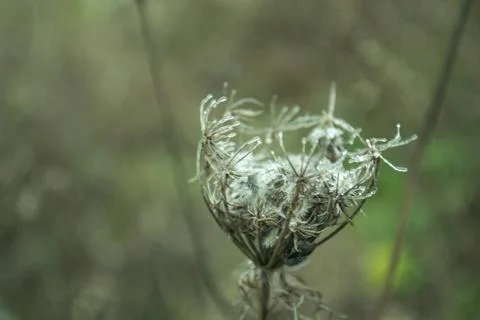 Winter forest Stock Photos