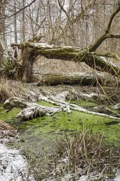 Winter forest Stock Photos