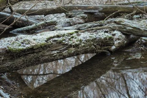 Winter forest Stock Photos