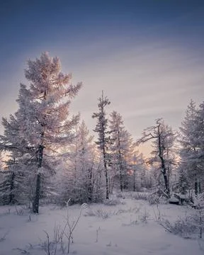 Winter forest Stock Photos
