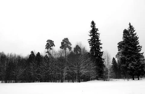 Winter forest Stock Photos