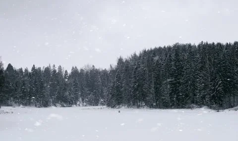 Winter forest Stock Photos