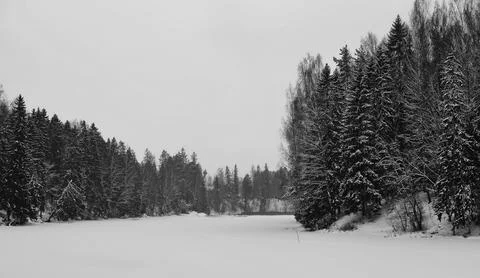 Winter forest Foto stock
