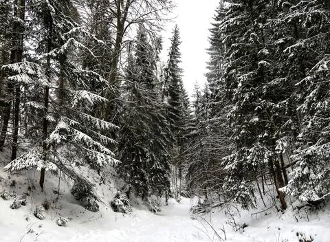 Winter forest Foto stock