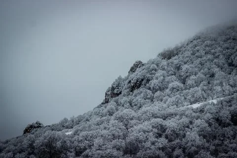 Winter forest Foto stock