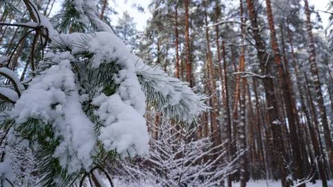 Winter forest Photos