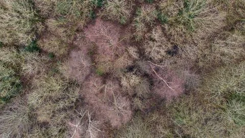 Winter forest Stock Photos