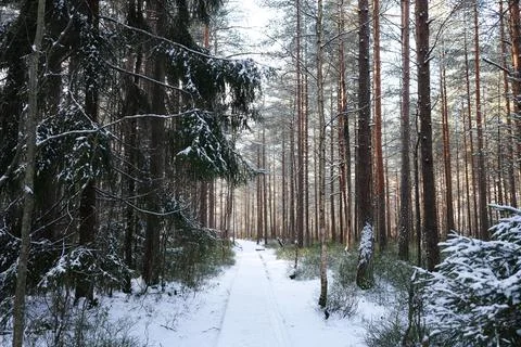 Winter forest Stock Photos