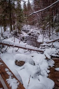 A winter forest Foto stock