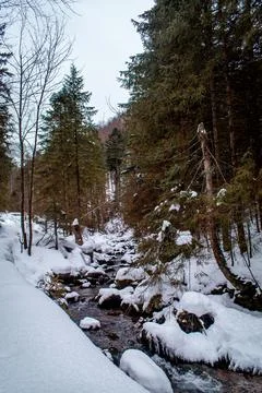 A winter forest 스톡 사진