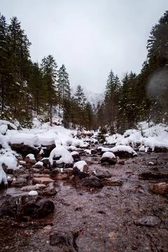 A winter forest 스톡 사진