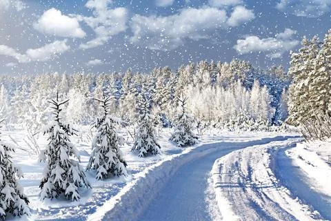 Winter Forest 스톡 사진