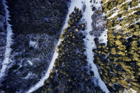 Winter forest Pine and spruce with a road path in the snow. Seperating the trees Stock Photos