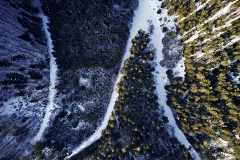 Winter forest Pine and spruce with a road path in the snow. Seperating the trees Stock-Fotos