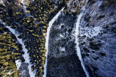 Winter forest Pine and spruce with a road path in the snow. Seperating the trees Stock Photos