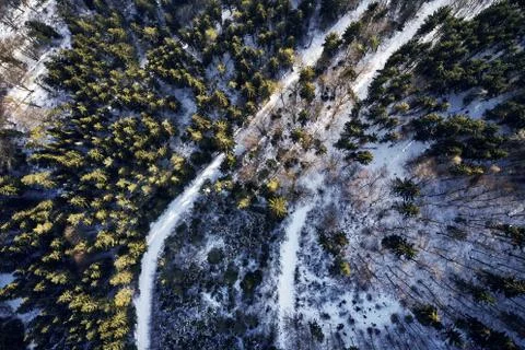 Winter forest Pine and spruce with a road path in the snow. Seperating the trees Stock Photos