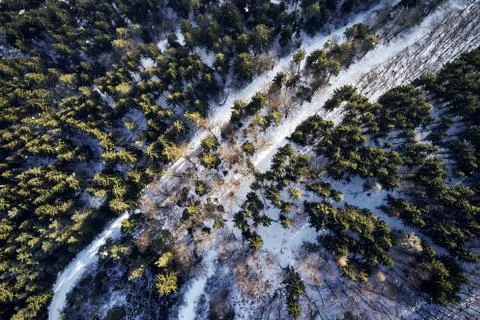 Winter forest Pine and spruce with a road path in the snow. Seperating the trees Stock Photos