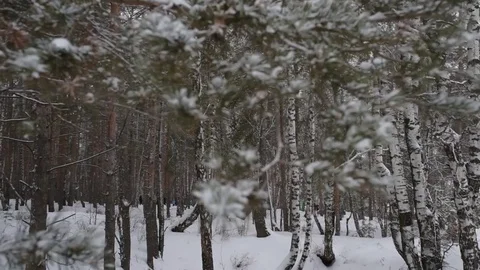 Winter forest pine 스톡 동영상 85070967