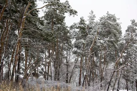 Winter forest. Pine forest in winter In the snow Stock Photos